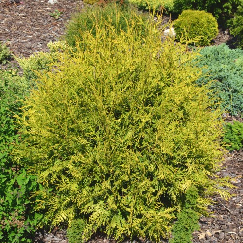 Thuja occidentalis 'Golden Globe' - Harilik elupuu 'Golden Globe' P9/0,55L